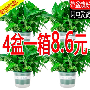 绿萝盆栽室内客厅净化空气好养易活花卉绿植水培垂吊大叶长藤植物