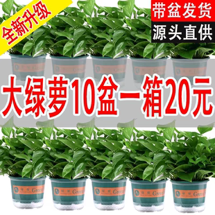 绿萝盆栽室内植物办公室客厅净化空气花卉绿植好养长藤绿箩