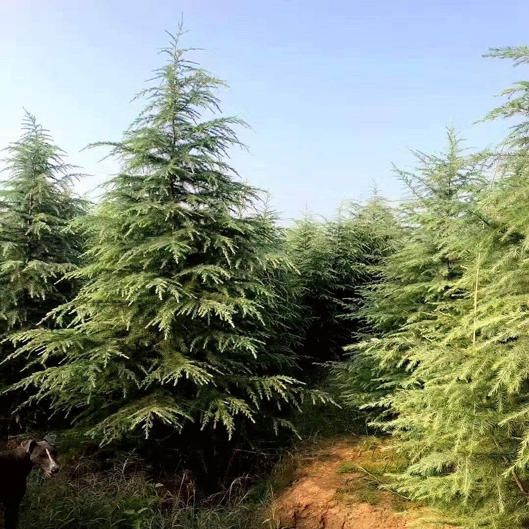 雪松树苗松树圣诞树行道树四季常青耐寒耐旱别墅庭院绿化工程树苗