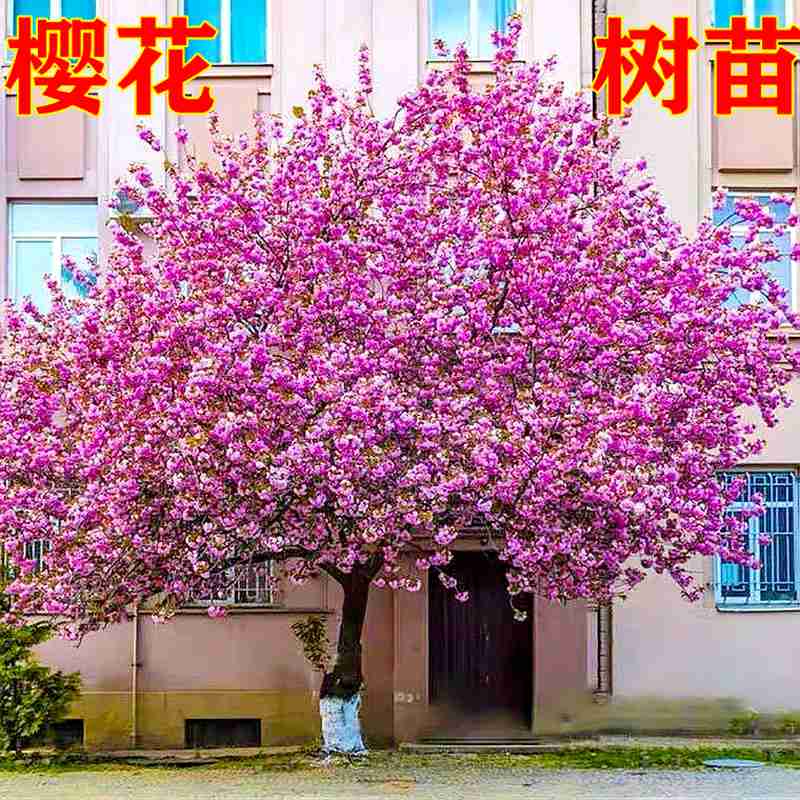 雅旌日本樱花庭院别墅推荐晚樱花