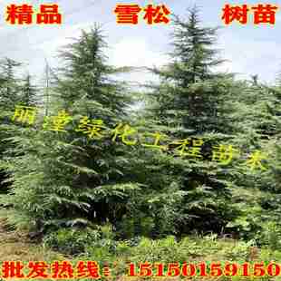 雪松树苗松树圣诞树行道树四季常青耐寒耐旱别墅庭院绿化工程树苗