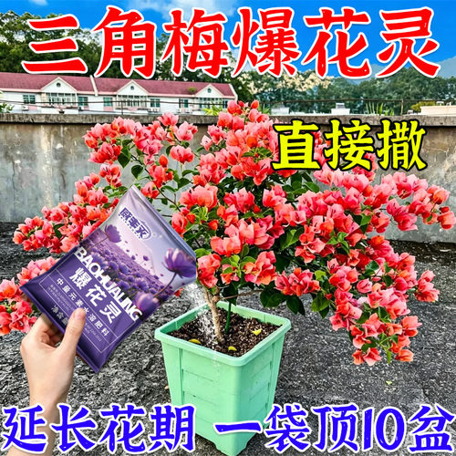 专治不开花】三角梅催花开花粉促芽剂催光杆发芽治黄叶催发芽催花