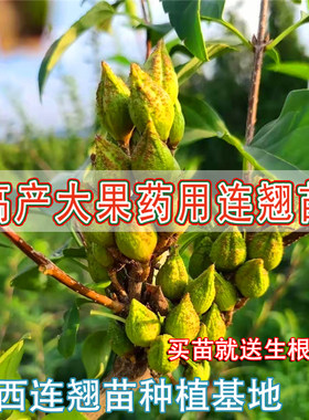 连翘苗科研5号大果产量高