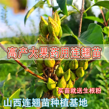 连翘苗山西药用高产大果3号5号连翘种苗青翘老翘经济果树苗木地栽