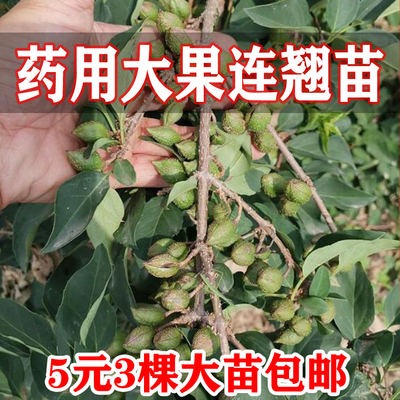 连翘苗山西高产药用5号连翘树苗