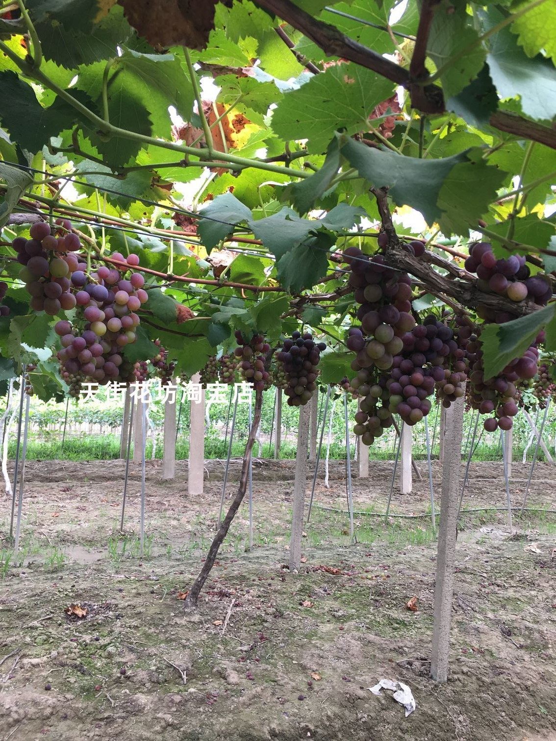 宁波葡萄树苗巨峰美人红富士葡萄苗阳光玫瑰甬优葡萄苗果树果苗