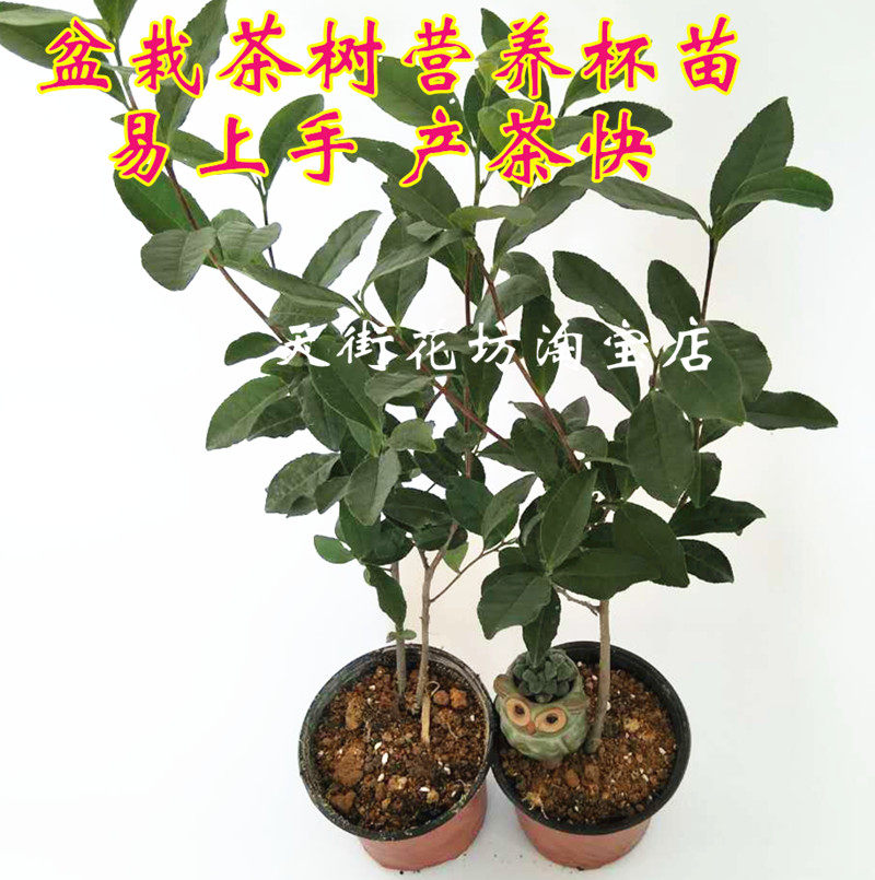 西湖龙井茶叶树营养杯苗含盆带土碧螺春安吉白茶苗盆栽铁观音茶树