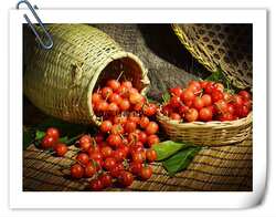 余姚梁弄短柄樱桃树苗黑珍珠樱桃苗 南方大樱桃车厘子苗红妃果苗