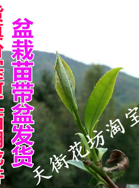特价浙江西湖毛尖茶满18包邮树苗