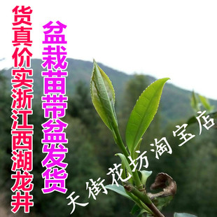 包邮 浙江西湖龙井茶树苗雀舌毛尖茶苗明前茶叶茶树满18 特价
