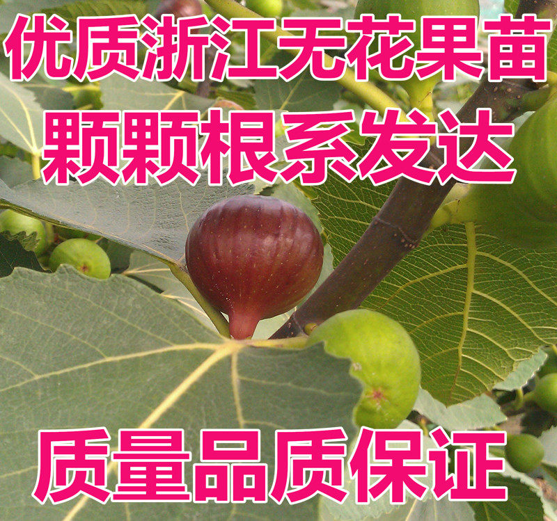 浙江波姬红无花树苗庭院盆栽布兰瑞克无花果苗特价全国包邮