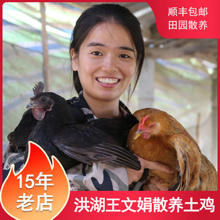 洪湖王文娟散养土鸡农家园林走地鸡老母鸡新鲜鸡肉整只笨鸡