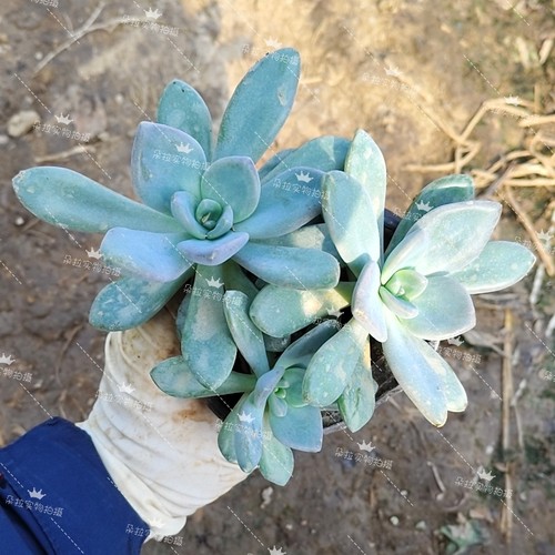 10颗冬美人多头多肉植物花卉绿植室内阳台庭院耐热耐寒好养活