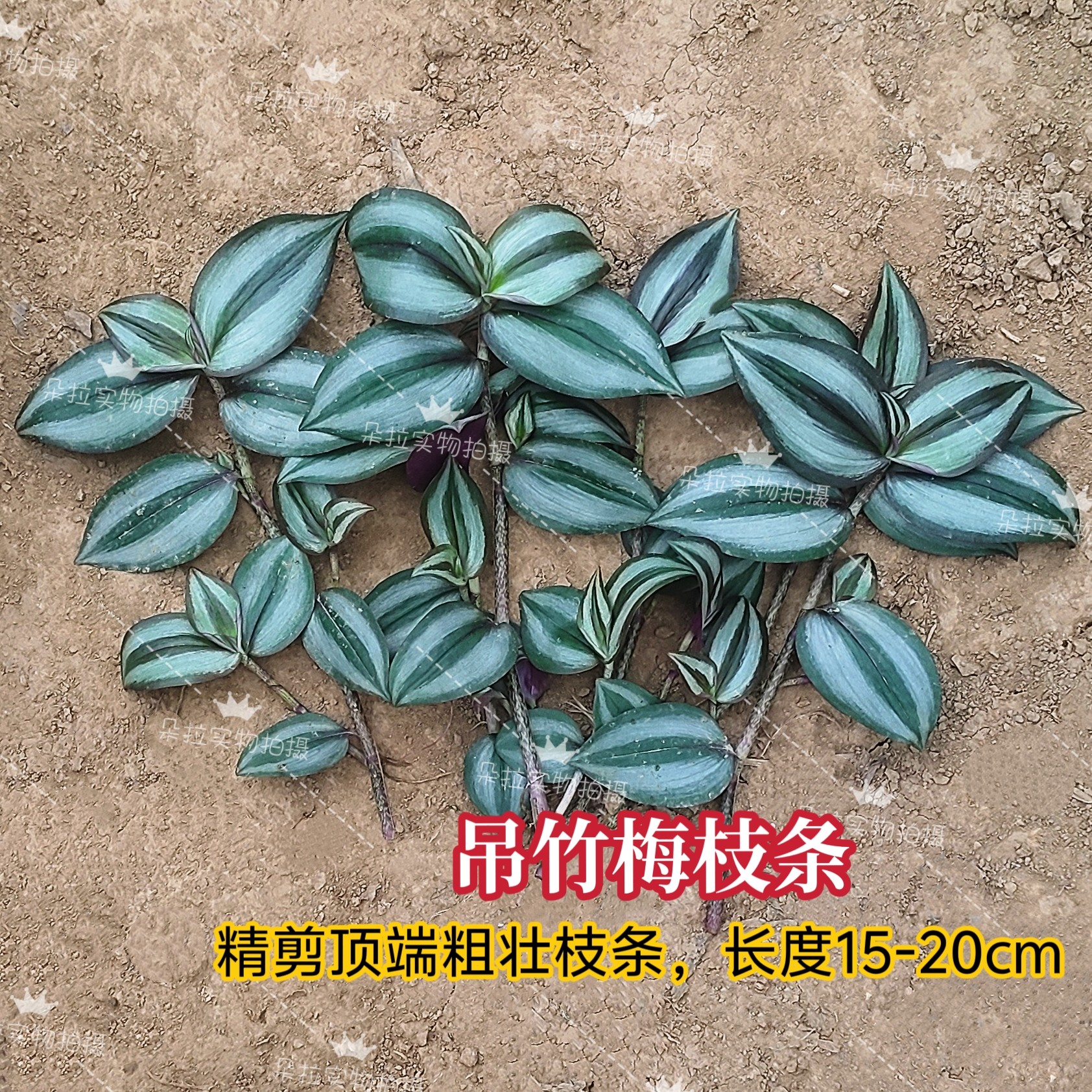 吊竹梅枝条紫竹梅吊兰绿植盆栽垂吊油画牡丹青白玉紫罗兰可水培