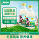 德国进口捷森纯牛奶低脂高钙学生儿童营养早餐奶240ml 10瓶礼盒装