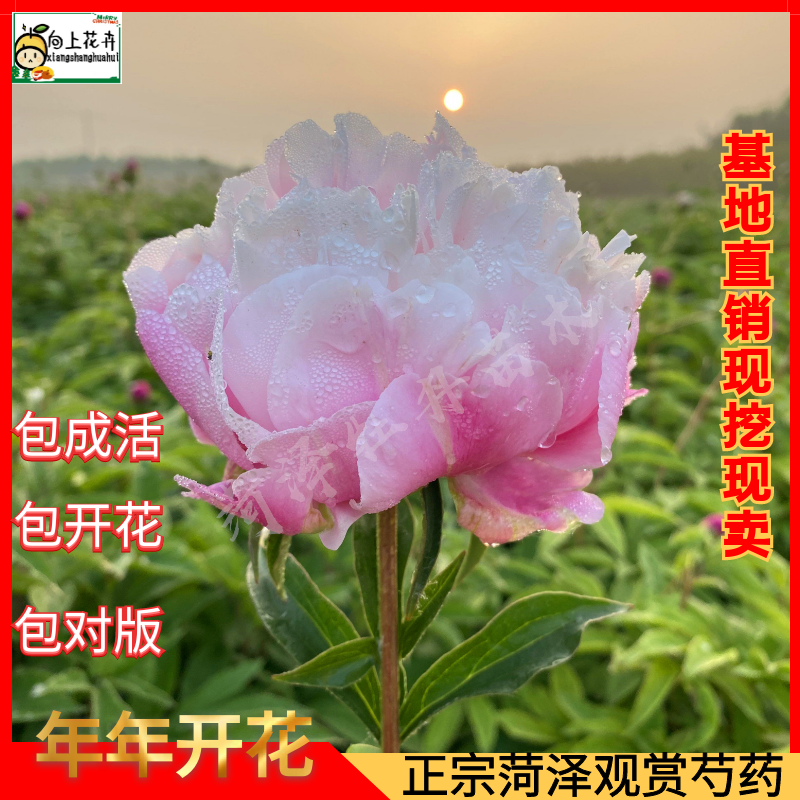 正宗山东大芍药花苗根块带花苞盆栽大花花根重瓣耐寒种根鲜花庭院