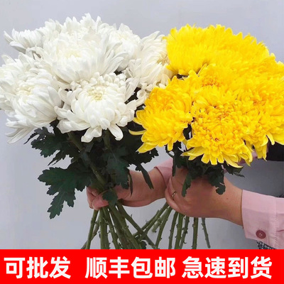 清明节鲜花束黄白菊花