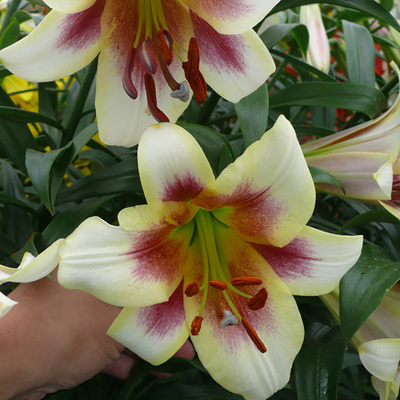 进口OT百合种球 激情月亮/傲月passion moon百合花球种子庭院阳台