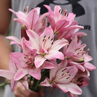 进口LA百合种球大全花种多花耐寒耐热易繁殖无香不需要春化包对版