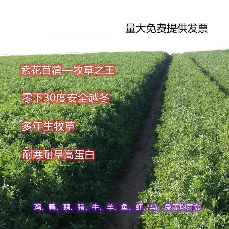 紫花苜蓿草种子多年生木须草可食用抗寒养殖牛羊四季牧草籽