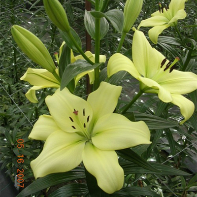 进口LA百合种球大全花种多花耐寒耐热易繁殖无香不需要春化包对版