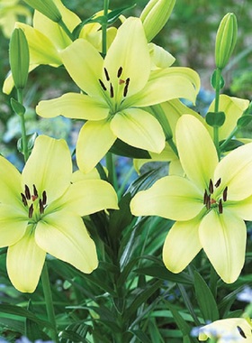 进口LA百合种球 童年 Trebbiano Gerrit花种子多年生耐寒球根花卉