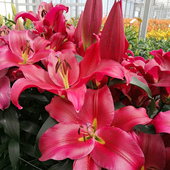 OT百合种球大全 进口一代球 喇叭百合花球花大浓香易养繁殖复花强