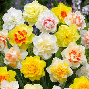 3球装荷兰进口洋水仙种球 纸白水仙花球种子水培土培耐寒有香味