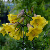 金色辉煌Golden_Splendo 进口铁炮百合种球Lo花种子多年生球根