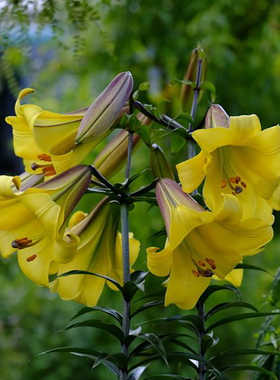 金色辉煌Golden_Splendo 进口铁炮百合种球Lo花种子多年生球根