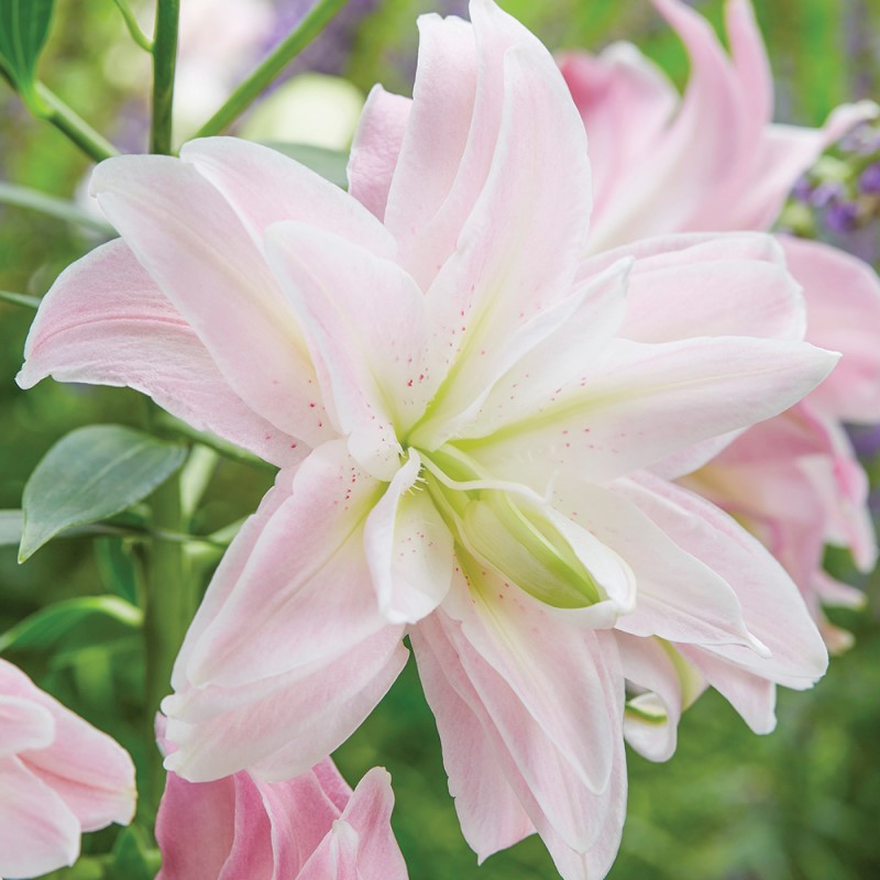 莲花女王(皇后)lotus queen 进口东方百合种球盆栽地栽重瓣百花种