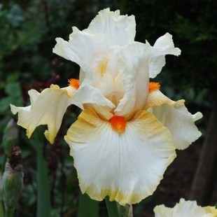 德国鸢尾种球裸根苗进口鸢尾宿根多年生盆栽庭院露地花卉