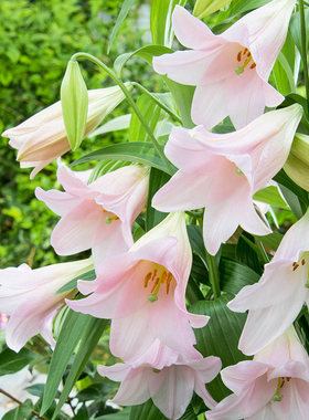 进口LO铁炮百合种球 粉天堂(乙女)Magnefique 百合花种子多年生