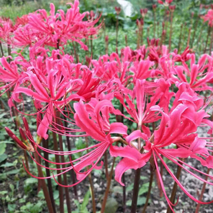 彼岸花种球 石蒜花盆栽彼岸花种子多年生庭院阳台盆栽花