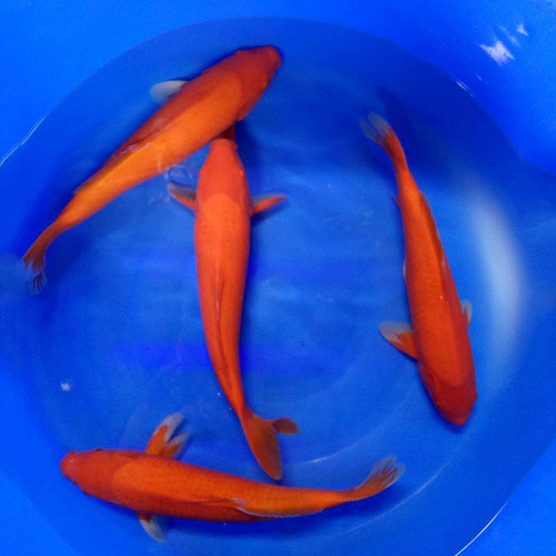 纯红火鲤淡水冷水鱼保证健康