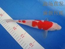 纯种日本小型单尾金鱼冷水锦鲤鱼苗1