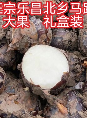 正宗乐昌马蹄新鲜无渣北乡荸荠韶关水果蔬菜马蹄种子脆甜礼盒装
