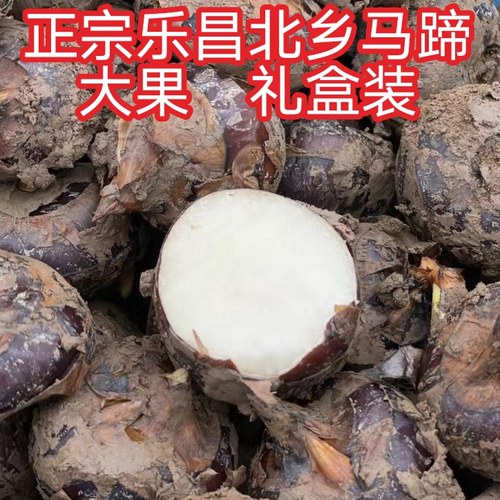 正宗乐昌马蹄新鲜无渣北乡荸荠韶关水果蔬菜马蹄种子脆甜礼盒装