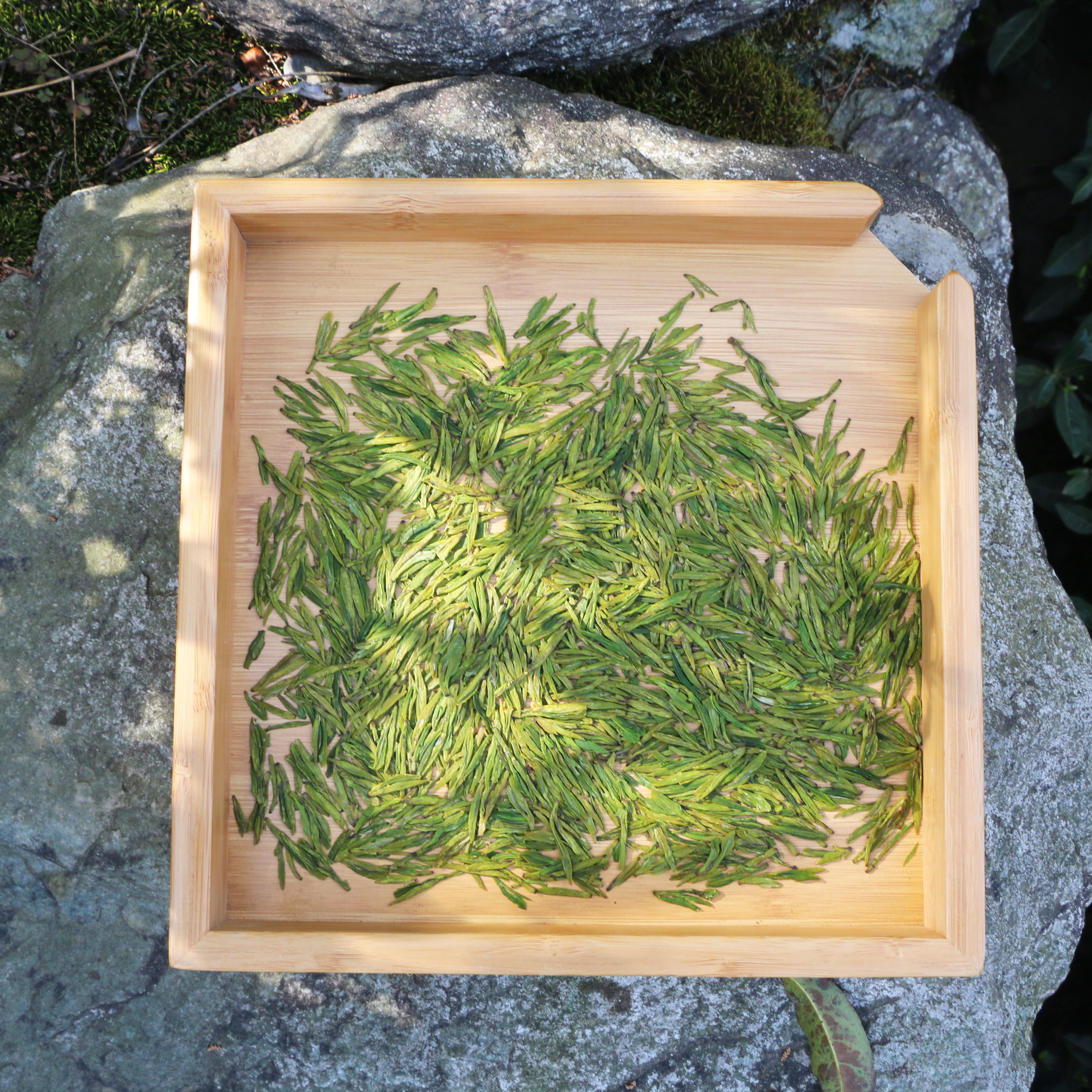 绿茶2026新茶龙井43号明前特级甘肃陇南文县碧口高山云雾250g春茶