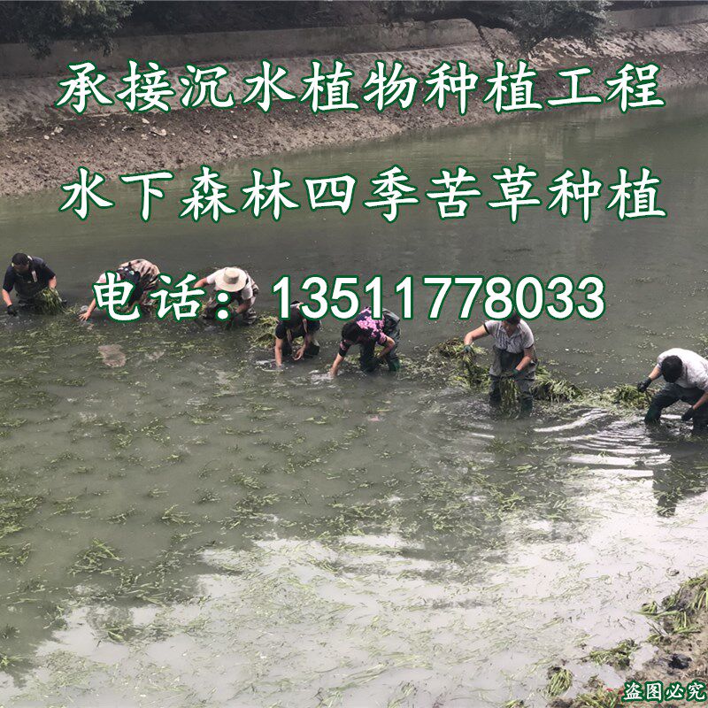 沉水植物四季耐寒矮生常青苦草水草金鱼藻轮叶黑藻伊乐藻眼子菜