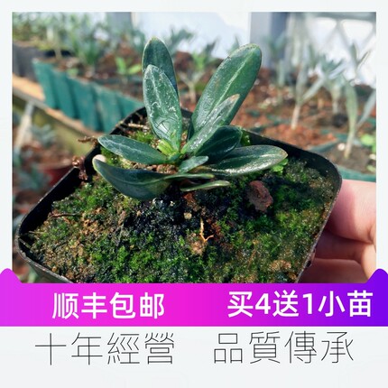 正宗云南大理罗汉松短大叶原生母树扦插变异雌株绿植盆栽品质保证