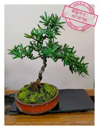 正宗云南大理罗汉松创意小盆景室内茶桌绿植盆栽实物拍摄一物一拍