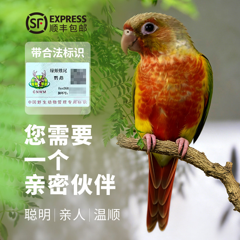 齐毛学吃小太阳鹦鹉活体雏鸟手养凤梨黄边绿颊蓝化断奶带合法标识