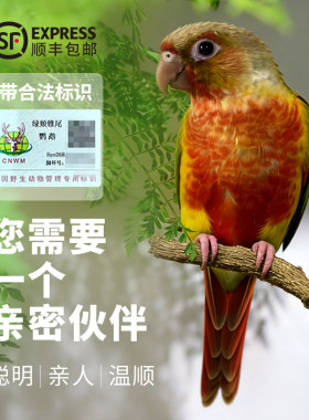 齐毛学吃小太阳鹦鹉活体雏鸟手养凤梨黄边绿颊蓝化断奶带合法标识