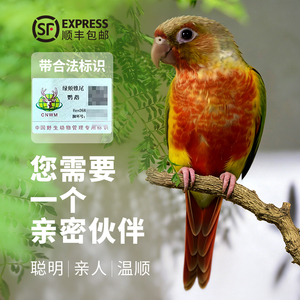 齐毛学吃小太阳鹦鹉活体雏鸟手养凤梨黄边绿颊蓝化断奶带合法标识