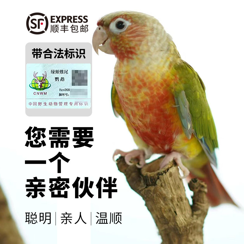 小太阳鹦鹉活体雏鸟手养凤梨黄边绿颊半毛蓝化肉桂断奶带合法标识