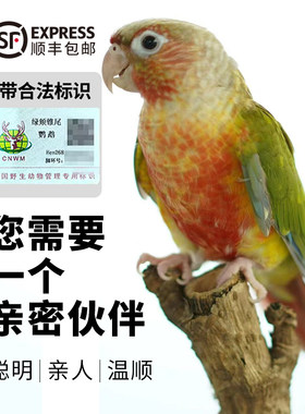 小太阳鹦鹉活体雏鸟手养凤梨黄边绿颊半毛蓝化肉桂断奶带合法标识