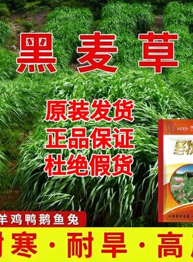 冬牧70黑麦草原包装牧草种子四季鱼草喂猪牛羊鸡鸭鹅四倍体高产