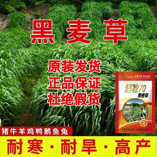 冬牧70黑麦草原包装牧草种子四季鱼草喂猪牛羊鸡鸭鹅四倍体高产