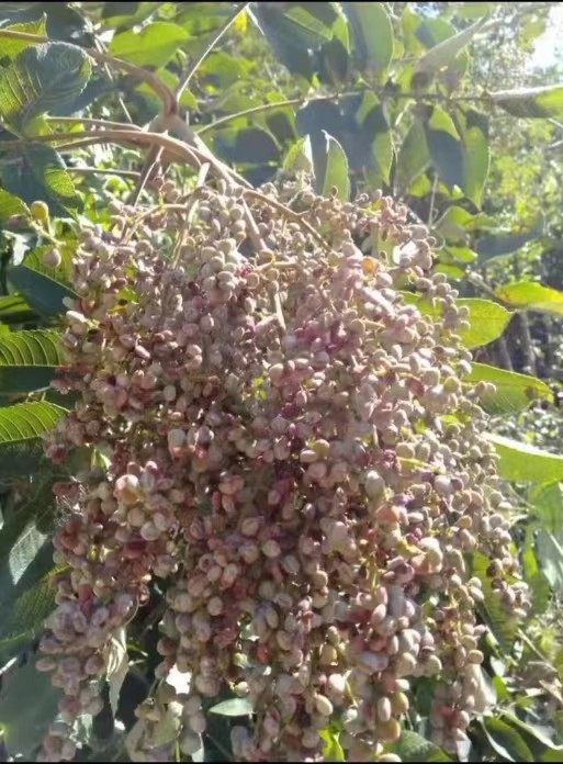 盐巴果粉西双版纳特产野生盐巴果粉蒸鱼煮鱼炒菜煮酸汤100克,传统滋补营养品,蜂蜜糖/蜂制品,淘宝优惠券,粉丝福利购,淘宝优惠卷